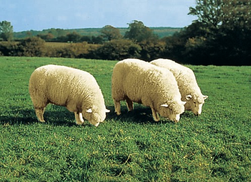 Klassisch - Hochwertiges Merino-Lammfell, in Farbe BEERE Ansicht 1