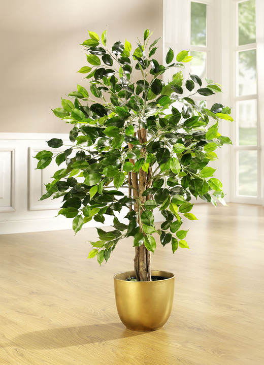 Wohnaccessoires - Ficus im Topf, in Farbe GRÜN, in Ausführung klein Ansicht 1