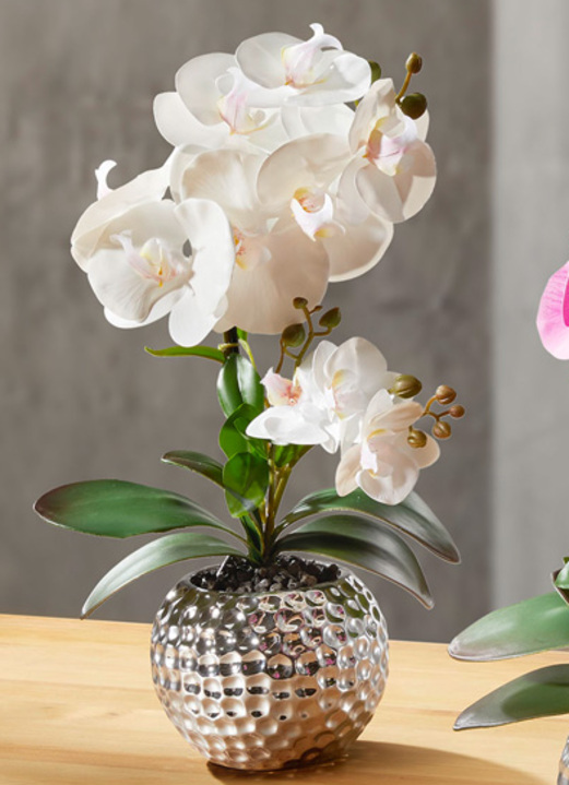 Inspiration - Orchidee Phalaenopsis in Keramikschale, in Farbe CREME Ansicht 1