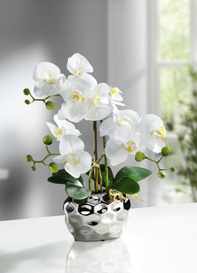 Orchidee im Topf 