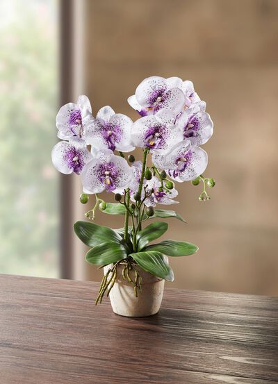 Orchidee im Topf 
