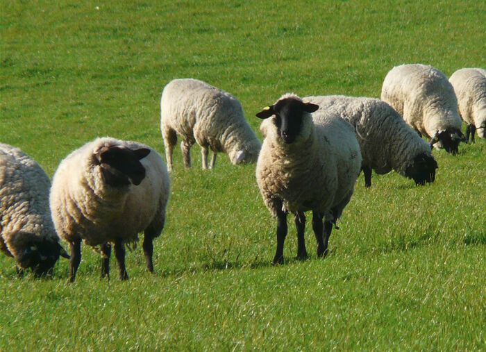 Vorleger aus echtem Lammfell in Tierform 