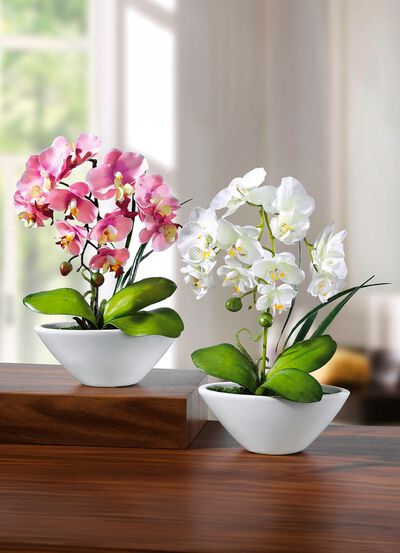 Orchideen in Keramikschale, 2er-Set 