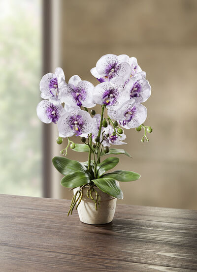 Orchidee im Topf 