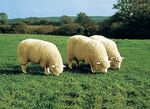 Merino-Lammfell-Sitzauflage in Tierform BEIGE