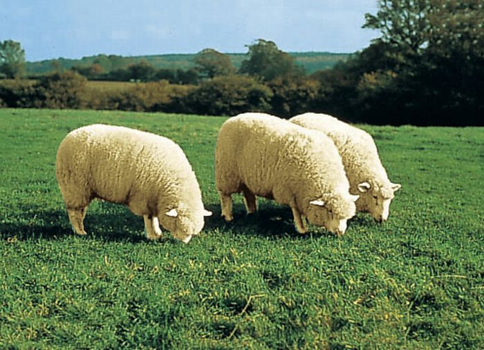 Merino-Lammfell-Sitzauflage in Tierform BEIGE